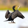 The Cormorant icon