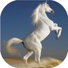 Horses live wallpaper icon