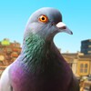 Pigeon Simulator icon