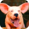 Animal morph 2 icon