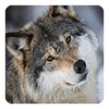 Wolves Live Wallpaper icon