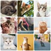 Cat Day Wallpapers HD icon