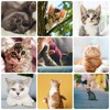 Cat Day Wallpapers HD simgesi