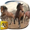 Wild Horses Live Wallpaper icon