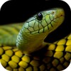 Icon von Snake Wallpapers