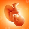 Pregnancy and Due Date Tracker simgesi