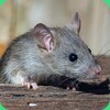 Mouse and Rat Sounds icon