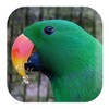 Parrot Sounds icon