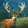Deer sounds HD icon