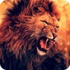 Lion Wallpapers HD icon