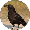 Crow Sounds icon