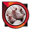 raising pigs icon