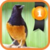 White-rumped Shama icon