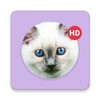 Cat and Kitten Wallpaper icon