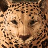 Ultimate Leopard Simulator icon