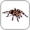 Spider Video Live Wallpaper icon