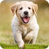 Dog Wallpapers & Puppy 4K icon