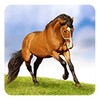 Icona di Horses Live Wallpaper