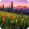 Mountain flowers Live Wallpaper icon