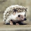 Hedgehog Wallpapers icon