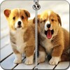 Cute Puppy Zip Screen Lock icon