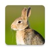Icono de Rabbit and Bunny Sounds