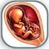 Pregnancy week guide आइकन