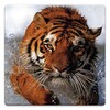 Icona di Animal Wallpapers