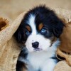 Puppy Wallpaper icon