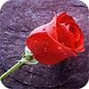 Rain Rose आइकन