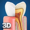 Dental Anatomy icon