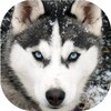 Husky live wallpaper icon