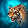 Icono de The Tiger