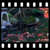 Japanese Koi Pond 4K Video LWP icon