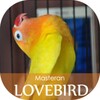 Masteran Lovebird Ngekek icon