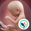 أيقونة Baby Center: My Pregnancy Today