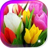 Amazing Tulips live wallpaper icon