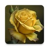 Icono de yellow rose wallpaper