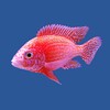 Fish Companion icon