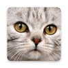 Cute Cat Wallpaper icon