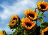 Icon von nfsSunflowersHD