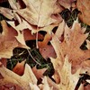 Icono de Autumn Wallpapers