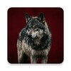 Icono de Wolves Sounds