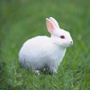 أيقونة Talking Rabbit
