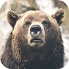 Bear Wallpapers icon