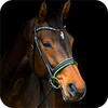 Horse Wallpapers 4K icon