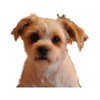 sons de chiens icon