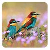 Birds Live Wallpaper icon