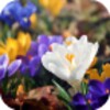 Amazing Spring Flowers icon