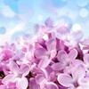Icono de Lilac Wallpapers